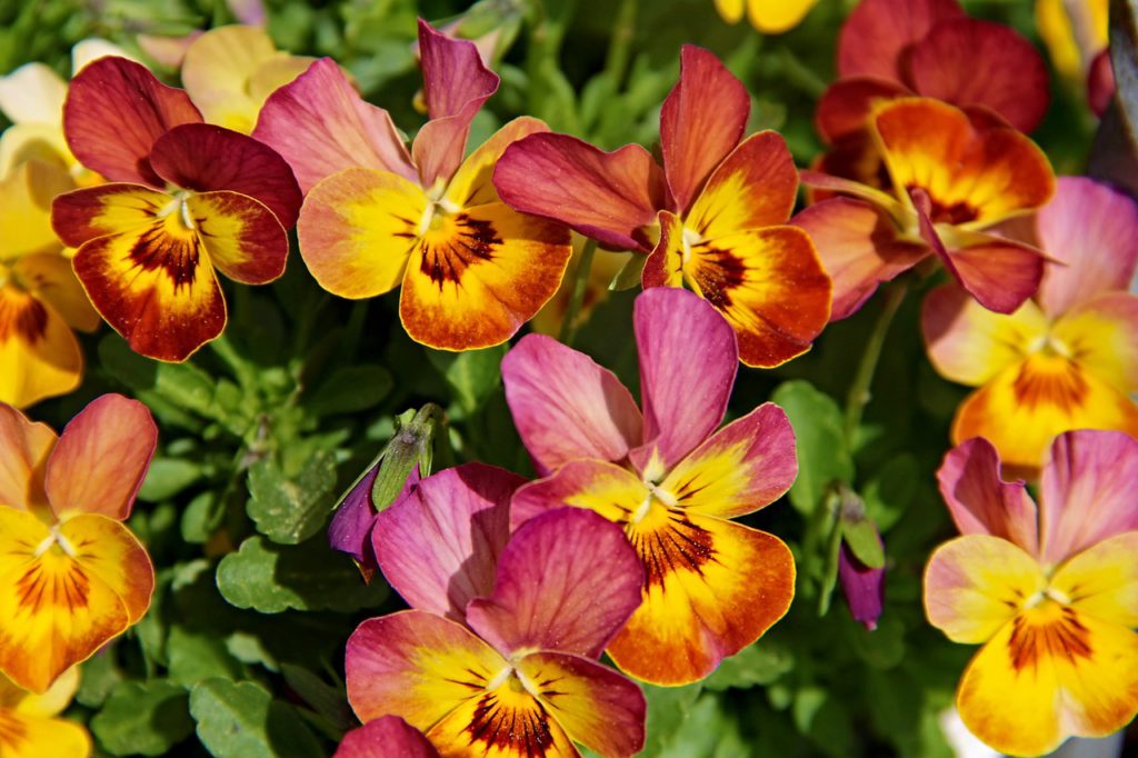 agrobiologie, agroécologie, bien etre, bio, conseil, conseils, écologie, entretien jardin en mai, fleur, fleurs, gazette, gazette bio, jardin, jardin avril mai, jardin bien être, jardin bio, jardin debut mai, jardin en mai, jardin et maison, jardin fin mai, jardin fleuri en mai, jardin fleurs mai, jardin mai légumes, jardin mai planter, jardin malin, jardin malin trucs de pros, jardin mois mai, jardin ornement, jardin ornement mai, jardin potager en mai, jardin potager mai, jardin potager plantation mai, jardin semis mai, jardinage, jardiner avec la lune, jardiner malin, lune rousse, Mai, mai au jardin, maison & jardin, maison et jardin, mois, nature, plantation jardin, plantation jardin en mai, plantation jardin mai, potager, proverbe jardin mai, semis, pensée, viola cornuta