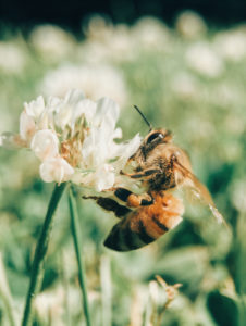 abeille, abeille santé, abeilles, apis mellifica, apithérapie, apithérapie asthme, apithérapie ballot flurin, apithérapie beauté, apithérapie bienfaits, apithérapie définition, apithérapie france, apithérapie pdf, apithérapie produits, aromiel, aromiels, bien etre, bio, gazette, gazette bio, gelée royale, gelée royale avis, gelée royale composition, gelée royale miel, l’apithérapie bienfaits des produits de la ruche, miel, miel bienfaits, miel bio, miel bio france, miel de manuka, nature, pollen, pollen bienfaits, pollen bio, pollen cru, pollen d’abeille, pollen en pelote, produits de la ruche, propolis, propolis bio, propolis enceinte, propolis pure, propolis utilisation, ruche, santé, venin, venin abeille, venin d’abeille, venin d’abeille bienfaits, venin d’abeille homeopathie, venin d’abeille vertu